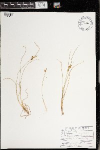 Carex viridula image