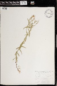 Media resource of Campanula aparinoides