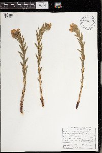 Lithospermum caroliniense image