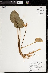 Calla palustris image