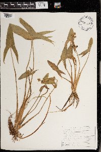 Sagittaria latifolia image