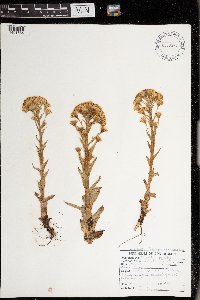 Petasites frigidus image