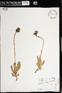 Hieracium aurantiacum image