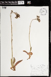 Hieracium aurantiacum image