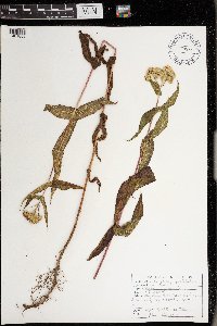 Eupatorium perfoliatum image