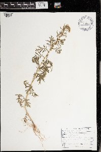 Artemisia biennis image
