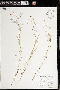 Campanula aparinoides image