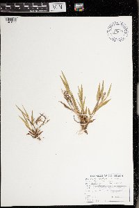 Dichanthelium acuminatum subsp. columbianum image