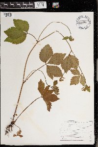 Sanicula canadensis image