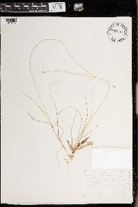 Carex tenuiflora image