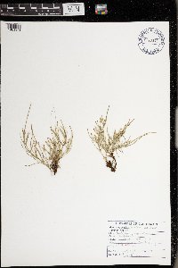 Equisetum arvense image