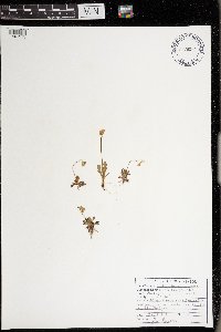 Primula mistassinica image