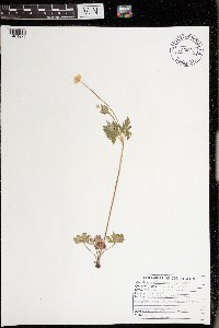 Anemone cylindrica image
