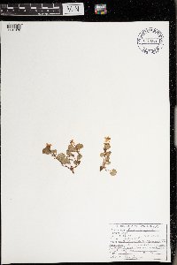 thumbnail image of current specimen