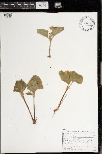 Image Associated With the Occurrence