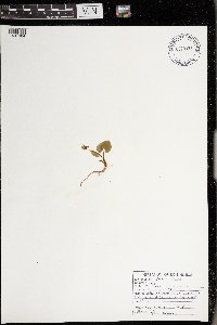 Viola selkirkii image
