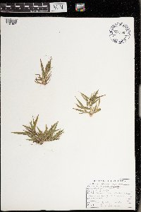 Dichanthelium acuminatum image