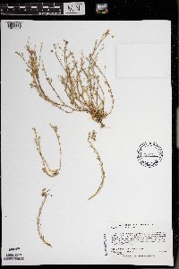 Spergularia rubra image