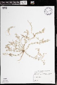 Spergularia rubra image