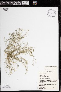 Spergularia rubra image