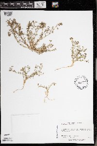 Spergularia rubra image