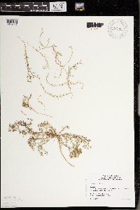 Spergularia rubra image