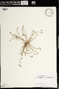 Spergularia rubra image