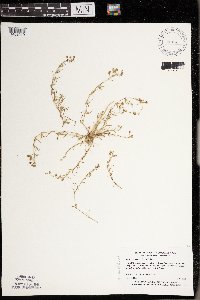 Spergularia rubra image