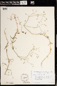 Stellaria graminea image