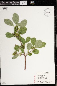 Celastrus orbiculatus image