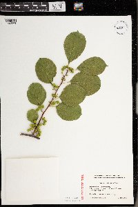 Celastrus orbiculatus image