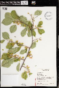 Celastrus orbiculatus image