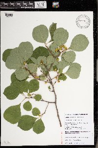 Celastrus orbiculatus image