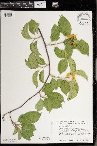 Celastrus scandens image