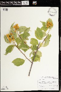 Celastrus scandens image