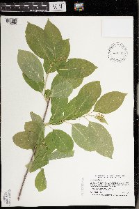 Celastrus scandens image