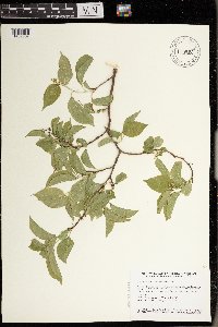 Celastrus scandens image
