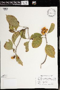 Celastrus scandens image