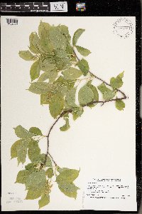 Celastrus scandens image