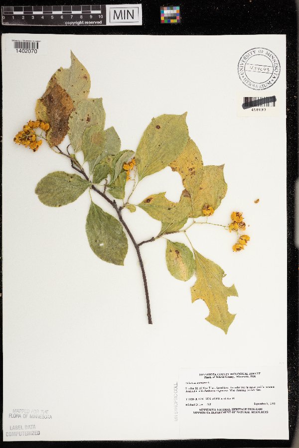 Celastrus scandens image