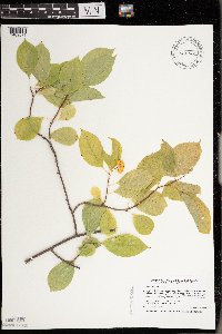 Celastrus scandens image