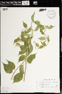 Celastrus scandens image