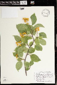 Celastrus scandens image