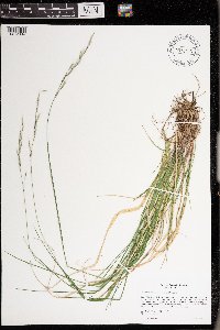 Schizachne purpurascens image