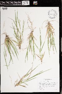 Dichanthelium depauperatum image