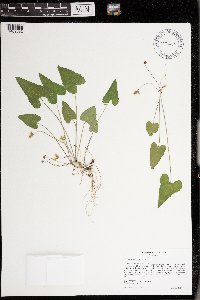 Viola grisea image
