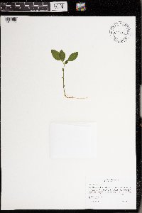 Polygaloides paucifolia image