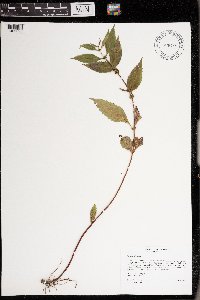 Lycopus virginicus image