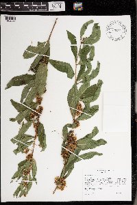 Cuscuta gronovii image