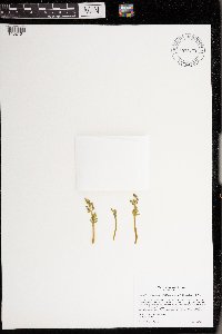 Botrychium michiganense image